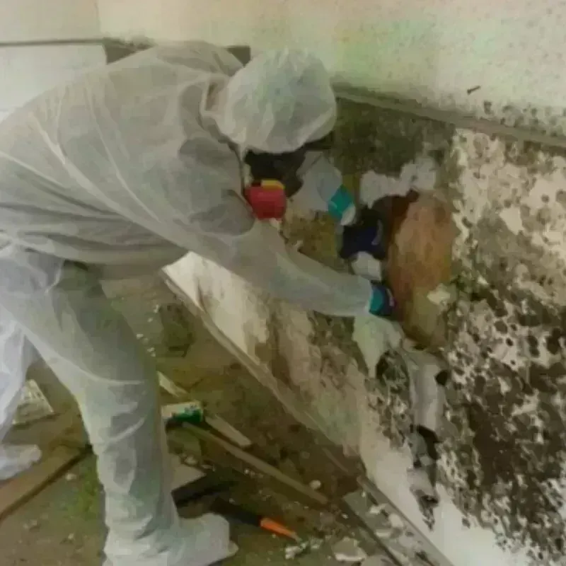 Mold Remediation and Removal in Derwood, MD